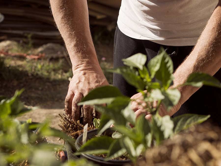 National Gardening Day